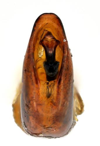 Réf. 300 243 : Chrysolina graminis